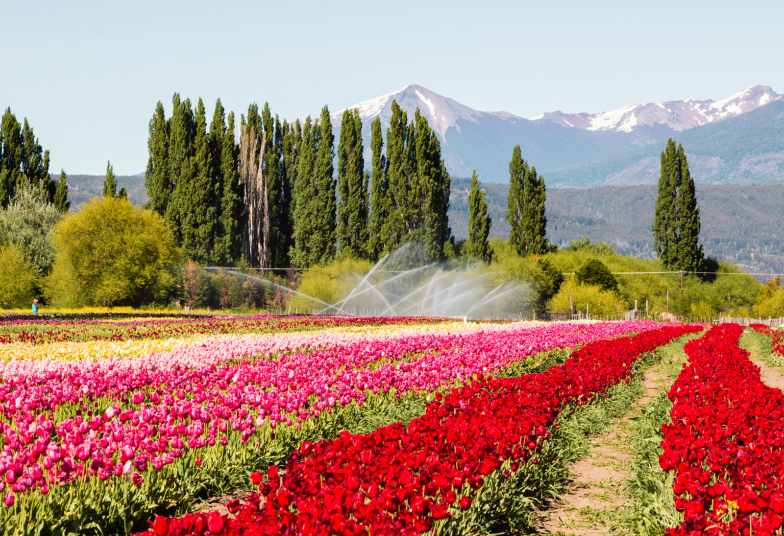 ESQUEL TEMPORADA DE TULIPANES | AÉREO DESDE BS AS | OCTUBRE 2026