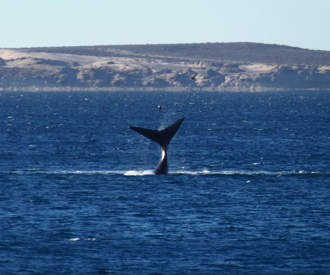 PUERTO MADRYN EN VACACIONES DE INVIERNO | BUS DESDE BAHIA BLANCA | 29 /7/2026