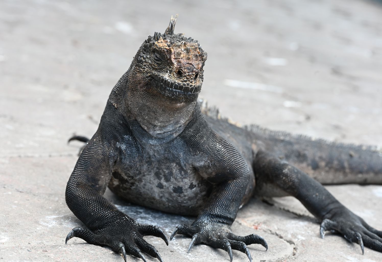 ECUADOR CON GALÁPAGOS EN PROMO |  | 10 DE OCTUBRE 2026