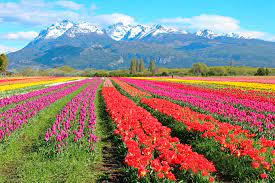 BARILOCHE CON VISITA A CAMPO DE TULIPANES | DESDE  BS AS | 21 DE OCTUBRE 2026