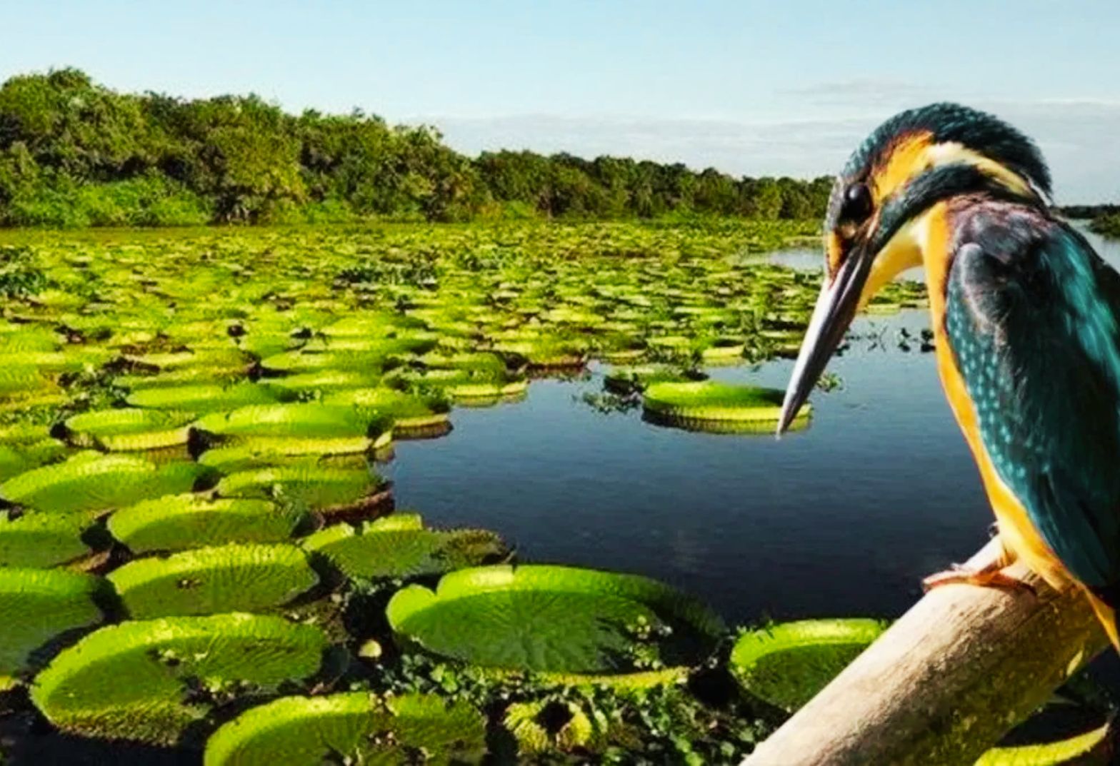 BAÑADOS Y SELVA | CON VUELOS DESDE ROSARIO | 17 DE SEPTIEMBRE 2026