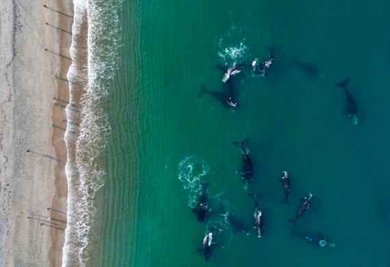 TULIPANES & BALLENAS | ESQUEL + PUERTO MADRYN | BUS DESDE ROSARIO CASILDA Y ZONA | 14 Y 22 DE OCT 2026