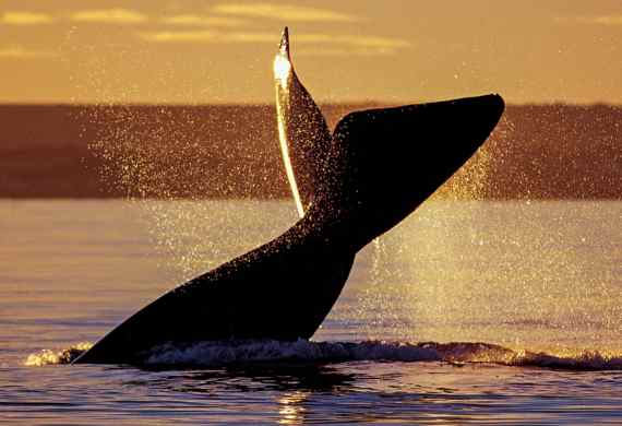 TULIPANES & BALLENAS | ESQUEL + PUERTO MADRYN | BUS DESDE ROSARIO CASILDA Y ZONA | 14 Y 22 DE OCT 2026