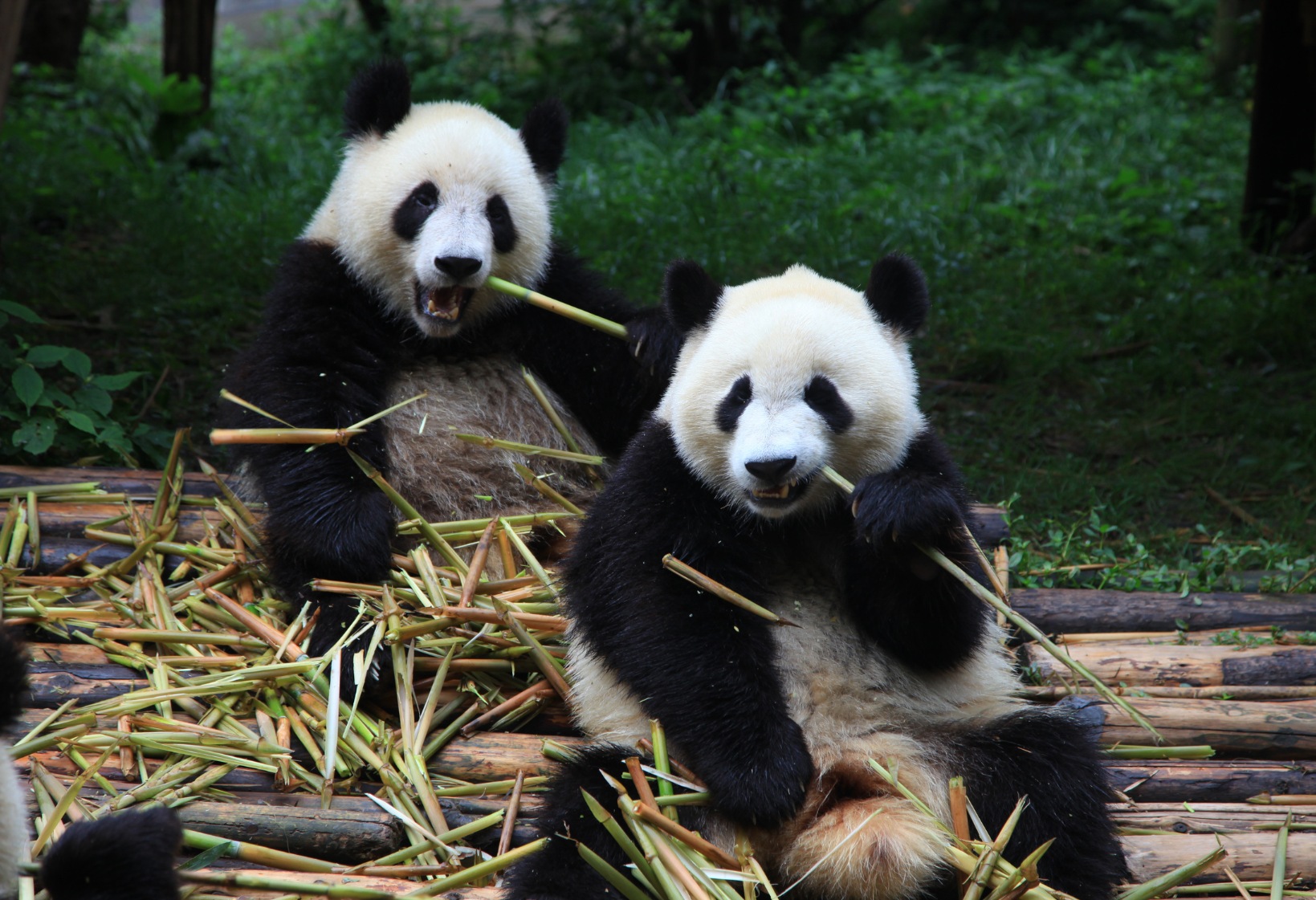 CHINA Y SUS OSOS PANDA EN GRUPO | DESDE BUENOS AIRES | 12 DE ABRIL 2027