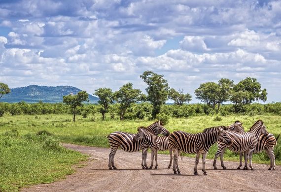 SUDAFRICA | LA RUTA DEL SAFARI | DESDE AEROPARQUE  | 13 DE MARZO 2027