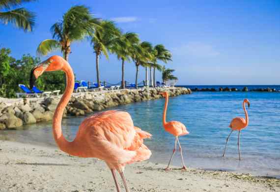 ARUBA EN VERANO CON DEPARTAMENTO  | DESDE CÓRDOBA | FEBRERO 2027