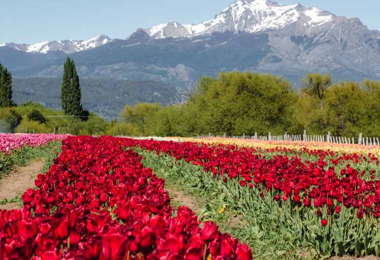 TULIPANES PATAGONICOS CON EXPERIENCIA EPUYEN  + BARILOCHE | 18 DE OCTUBRE 2026