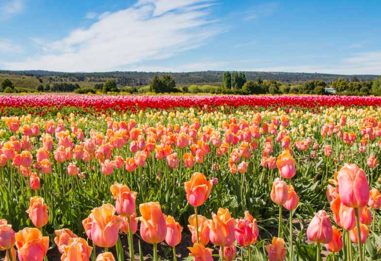 TULIPANES PATAGONICOS CON EXPERIENCIA EPUYEN  + BARILOCHE | 18 DE OCTUBRE 2026
