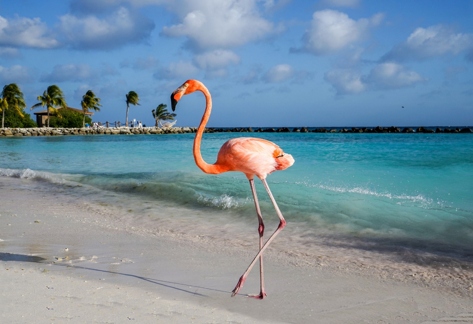 ARUBA EN VERANO |  FEBRERO  Y MARZO 2027
